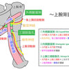 **上腕三頭筋裂孔（Triangular Interval, TI）と四辺形間隙（Quadrilateral Space, QLS）**は、いずれも肩関節後方に位置する解剖学的な隙間