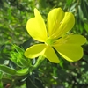 メマツヨイグサ（雌待宵草）