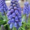 春を告げる花たち