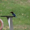 再びアオショウビン(White-throated Kingfisher)