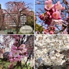 上野恩賜公園の桜