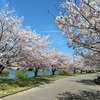 愛知に緊急事態宣言の日の桜