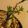 Pachypodium succulentum 実生株⑤