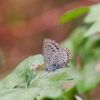 摘み終わらなかった極早生みかん＆秋景色＆くっつき虫のセンダングサ＆畦道を灯すツワブキの花♪
