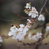 大乗寺丘陵公園の十月桜