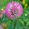 ムラサキツメクサ Trifolium pratense