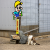 隣県西部離島のねこさん