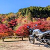 <岐阜県>🍁11/15現在の紅葉 色づき情報！