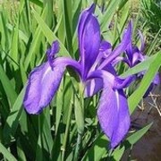 現代俳句の笑いー折句 天野 翔のうた日記 現代俳句の笑いー折句 天野 翔のうた日記