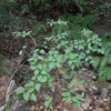 Viburnum wrightii　ミヤマガマズミ