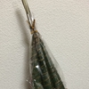 博多の和菓子屋さん！承天庵本店に行ってきた！