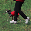 犬と散歩、散歩、足底筋膜炎治療