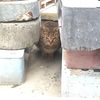 忘れるとは