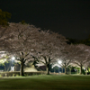 夜桜