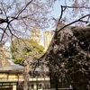 東京桜便り━新宿中央公園━