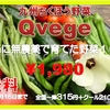 九州産 無農薬新鮮野菜　育苗①　夏蒔きズッキーニ