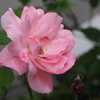ピンクの薔薇に感謝