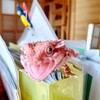 高齢者、ガチャガチャを満喫