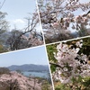 北海道・小樽市のオススメお花見スポット！桜の名所「手宮公園」の桜が美し過ぎる！！～小樽の海と桜が同時に眺められる絶景スポット！約690本の桜は、人々を魅了する！～