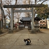 スーパー猫の日　北野神社　東京都中野区中野