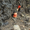 芝生のベニセンコウタケと雑木林のカエンタケ。赤くて細いキノコは危険なのか紹介