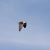 カタグロトビ(Black-shouldered Kite)など