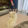 おすわりを教えよう！子犬への教え方