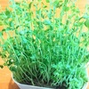 家庭で育てる新鮮野菜！豆苗とほうれん草の水耕栽培を試してみた