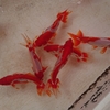 一番美しかった自家産金魚マツ エラ病