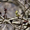 戸隠森林植物園の野鳥①　ノジコ・コルリ他　２０２３年５月４日