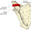 烏口突起炎と腱板疎部炎〜肩関節周囲炎シリーズ〜