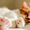 【猫学】猫の足に関するアレコレ。指の数、謎の毛、突起物などなど…