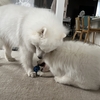 すあま勝ったよ