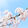 朝の読経と慈悲の瞑想 ４月10日（土）
