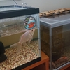 金魚に栄養が少ないと弊害あり