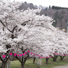 18日に桜が満開を迎えたよ