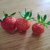 ベリーが出来始めたよ🍓