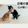 【日曜の昼下がりに読みたい】心がふっと軽くなる2つの小さな習慣