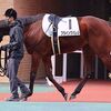 ２１日に栗東・安田隆厩舎へ帰厩しています。☆フライングバレル