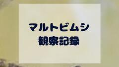 マルトビムシ類｜内顎綱 トビムシ目 マルトビムシ科