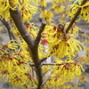金縷梅の花