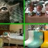 子猫のいる暮らしは喜怒哀楽