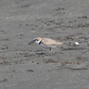 ２０２２年３月　ふなばし三番瀬海浜公園にて野鳥観察