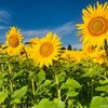 出産体験談：切迫早産から病院を3つハシゴした娘と私の初夏のはなし