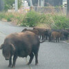 福島原発の周辺は野生動物たちの楽園