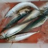 平成最後の釣り−１