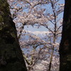 　光城山の桜