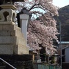 路地裏桜2014～「和歌山、黒江」