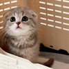 可愛いネコちゃんシリーズー2・・・