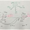 リモートレッスンで基礎英語⑤　疑問文「ひっくり返す」コツ